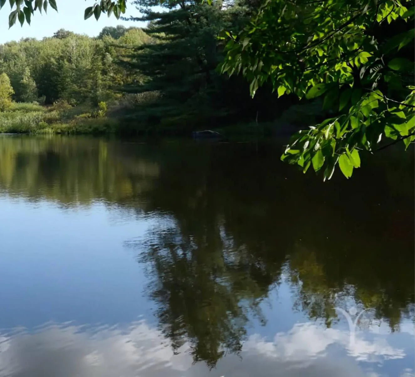 Peaceful nature setting at the Himalayan Institute campus