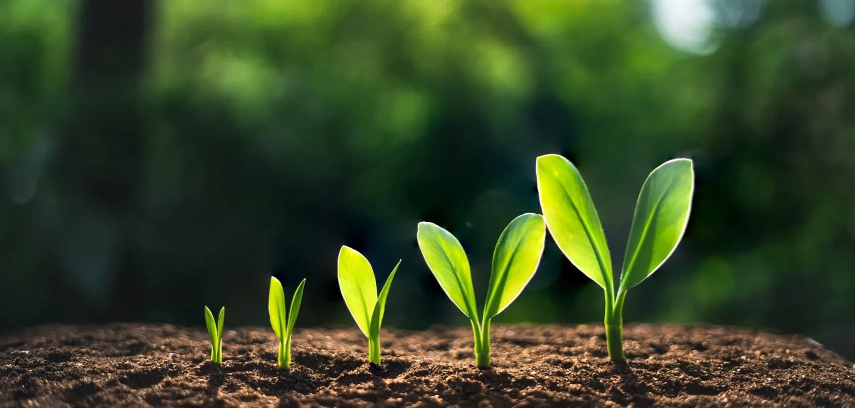 The Power of Small Steps: Embracing the Law of Incremental Progress cover image